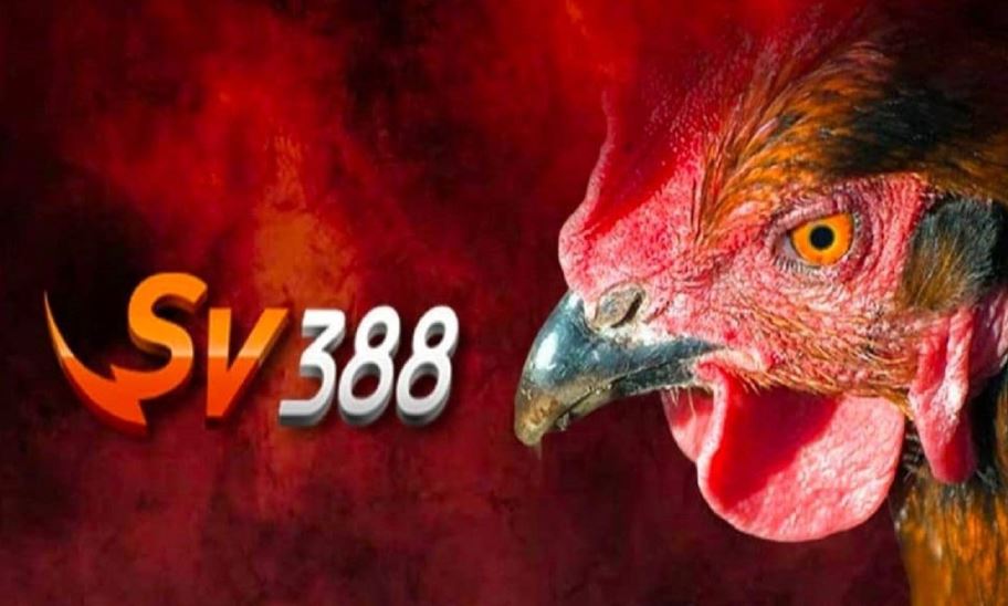 Khám Phá Các Sảnh Cược Gà Thomo Độc Quyền tại bogalive.com Năm 2025